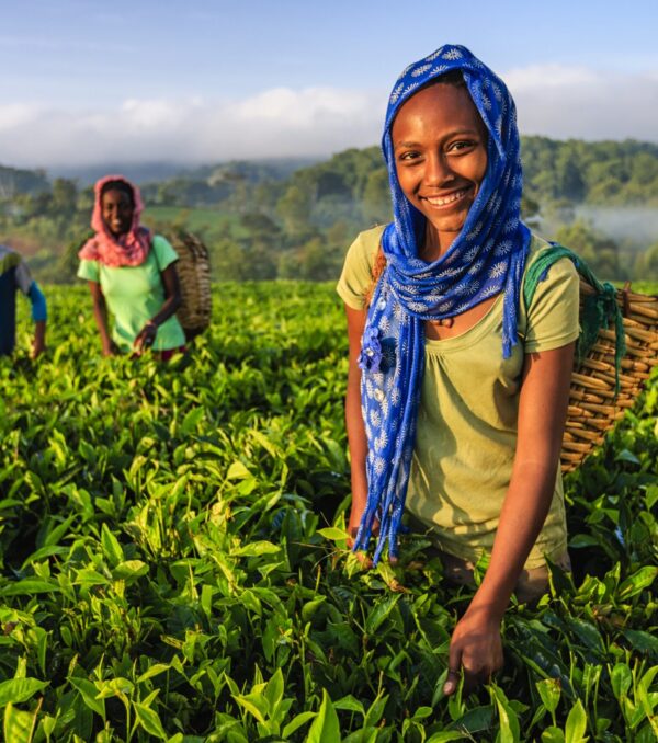 African women plucking tea leaves on plantation in central Ethiopia, Africa.